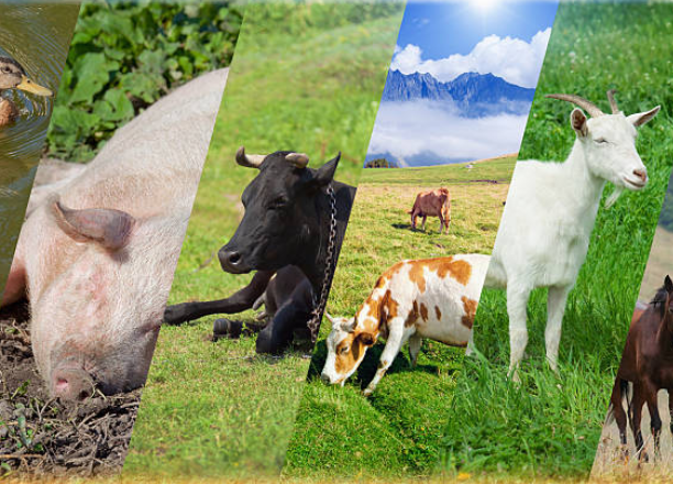LIVESTOCK