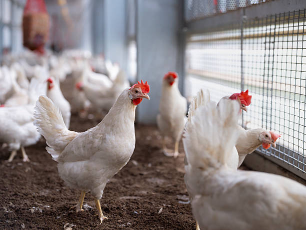 POULTRY